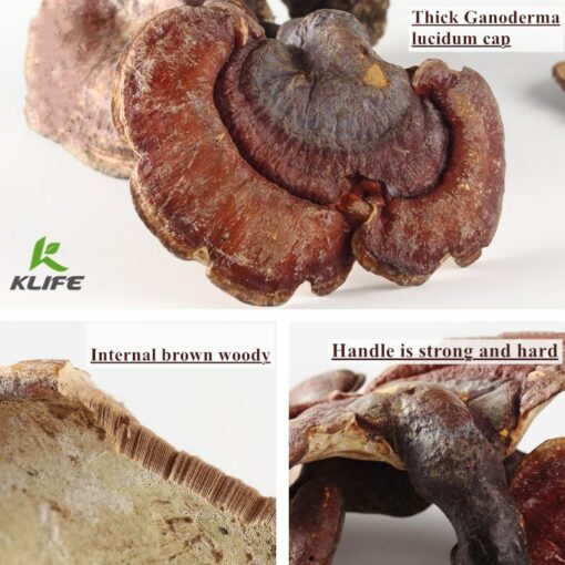 Superfoods Organic Reishi Mushroom Powder - 100% Pure, Support energy, cardiovascular health and stress response, certified organic supplement - Image 4